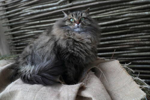 Ветеринар: Чтобы изменить поведение кота, надо изучить его действия