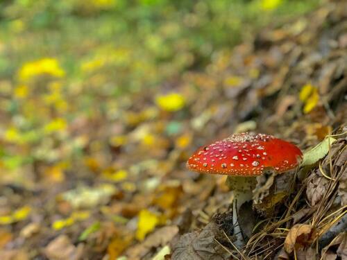 Миколог Дьяков предупредил о риске отравления весенними грибами