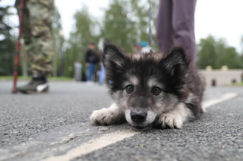 Кинолог Голубев объяснил, что собака может есть слишком быстро из-за инстинктов