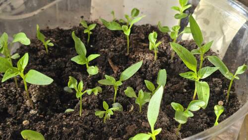 Синоптик Макарова предупредила дачников о рисках ранней посадки рассады в апреле