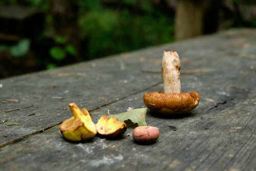 Миколог Дьяков рассказал о токсине в строчках и рисках отравления