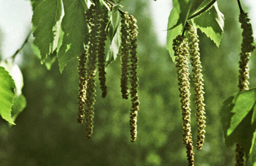 «У аллергика каждый день – самый тяжелый»: врачи предупредили, что береза зацветет раньше