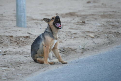 В РТ утвердили порядок введения экстраординарной ситуации из-за бездомных животных