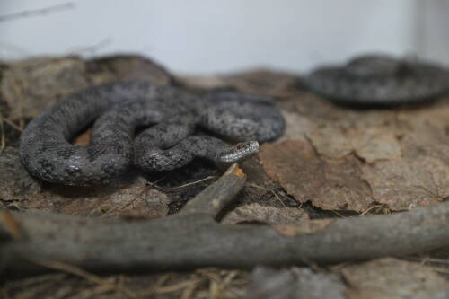 Герпетолог рассказал, как обезопасить свой дачный участок от змей