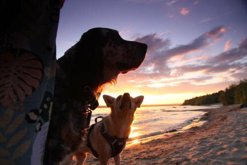 Кинолог объяснил смысл мимических сигналов, используемых собаками