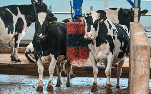 Десятка сильнейших: кто входит в топ молочного животноводства Татарстана