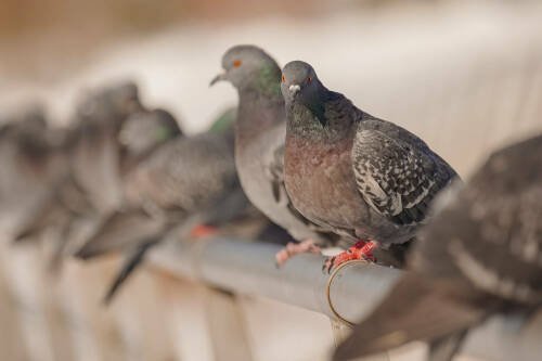 Юрист Жаров напомнил, что кормление голубей может обернуться штрафом до 5 тыс. рублей