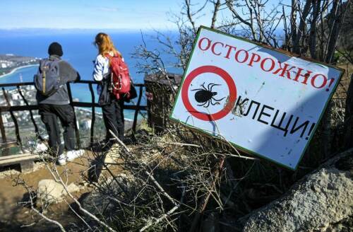 «Заболеваемость может вырасти»: врачи о ситуации с мышиной лихорадкой и клещами в РТ