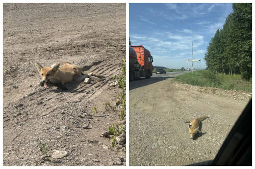Лисенка со сломанными лапами нашли на трассе в Татарстане