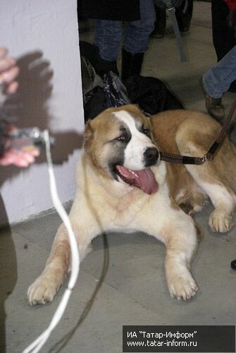 В Казани прошла Всероссийская выставка собак