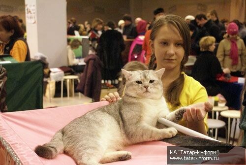 В Казани прошла выставка кошек