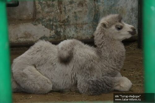В Казанском зоопарке показали новорожденного верблюжонка