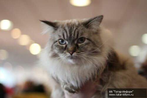 В Казани прошла выставка кошек