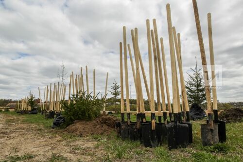 Посадка елей территории стадиона "Казань - Арена"
