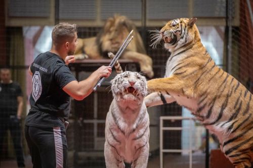 Как укротить символ Нового года: дрессировщик Ростислав Гаврылив