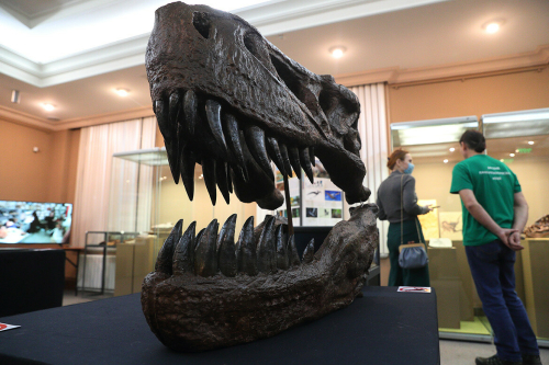 Открытие выставки вятского палеонтологического музея