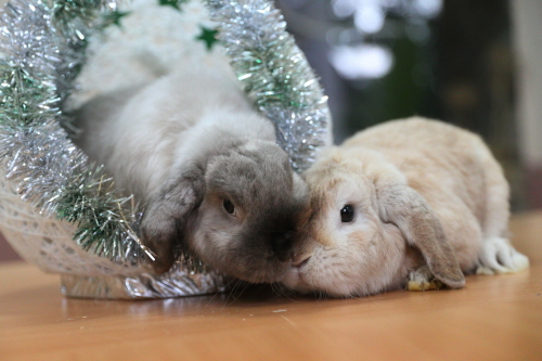 Как в казанском зоопарке зимуют символы 2023-го года