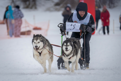 Первая зимняя гонка на собачьих упряжках «Золотой волк Свияжска» стартовала сегодня