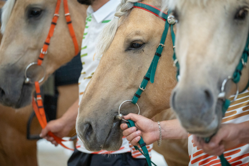 Стартовал конный пробег по маршруту Татарстан-Алтай на лошадях татарской породы