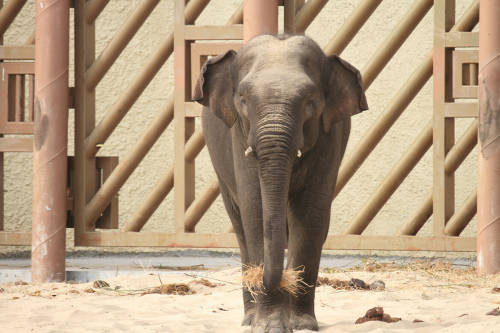 Слон Филимон обживается в казанском зоопарке и становится любимцем публики