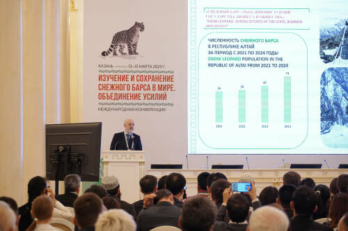 В Казани проходит конференция по сохранению снежного барса