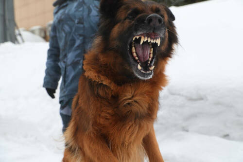 Как в Татарстане обучают собак для службы в колониях