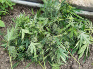 Задержан выращивал марихуану конопля для средней полосы
