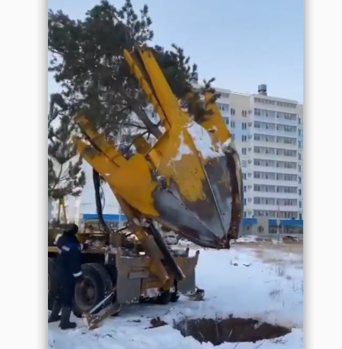 В Менделеевске при помощи «гидравлической лопаты» начали высаживать крупные сосны зимой