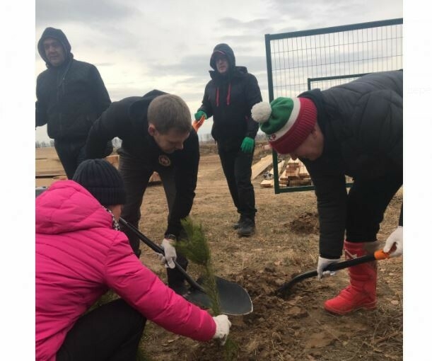 В парке Васильево высадили 70 саженцев сосны в честь Дня народного единства