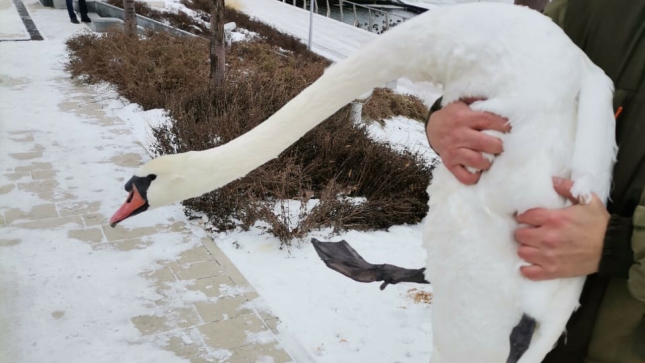 Сотрудники Госкомитета РТ по биоресурсам спасли лебедя-шипуна на Кабане