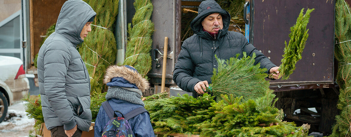Пушистая пихта или колючая ель: как выбрать символ Нового года на базарах Казани
