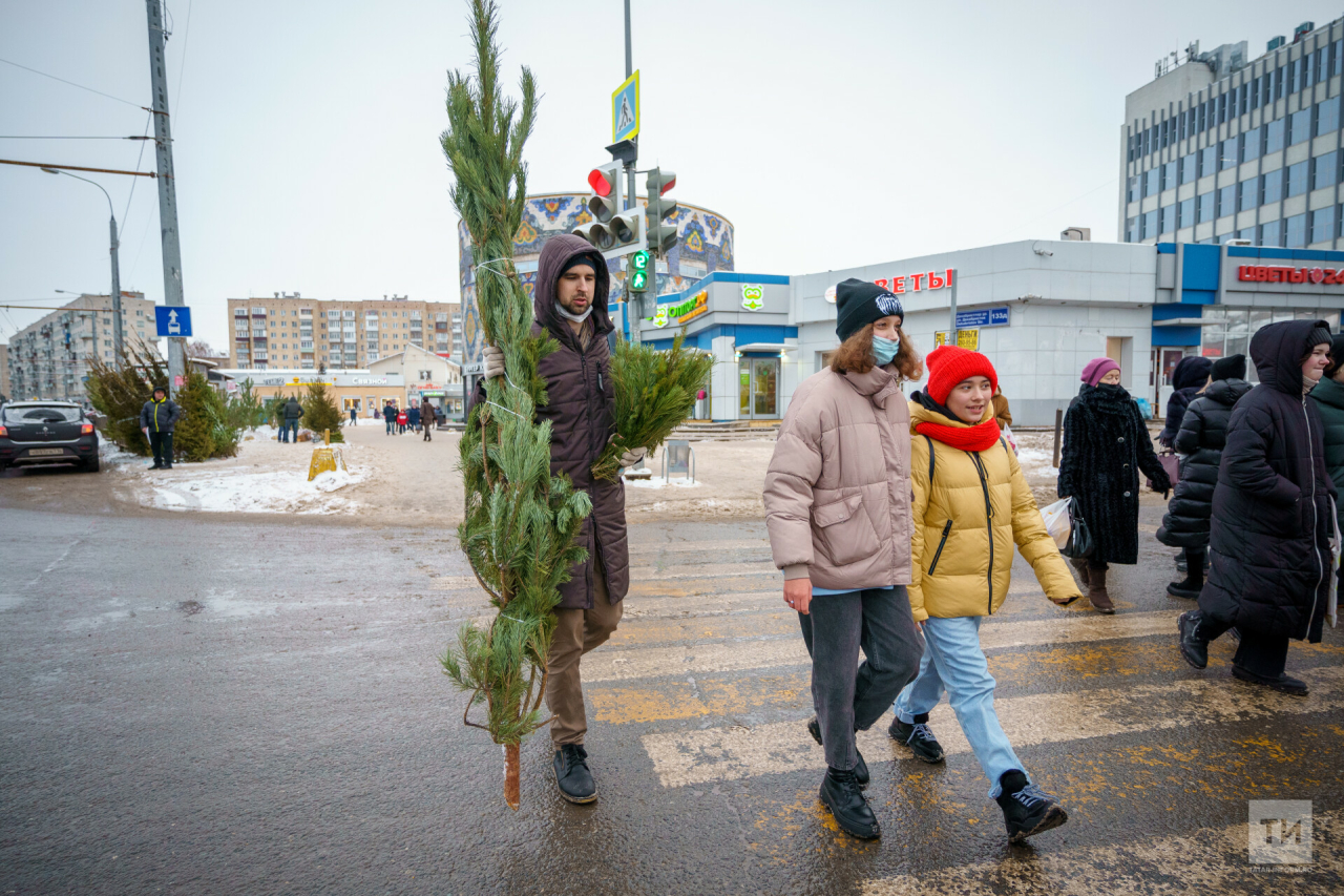 Пушистая пихта или колючая ель: как выбрать символ Нового года на базарах Казани
