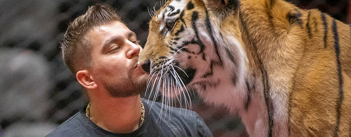 Кошачье пронырство, ум и нежность: чего ждать от года Тигра?