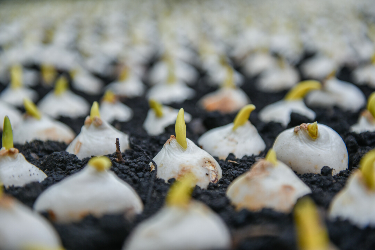 В «Горзеленхозе» Челнов высадят вдвое больше сортов тюльпанов, чем в 2021 году