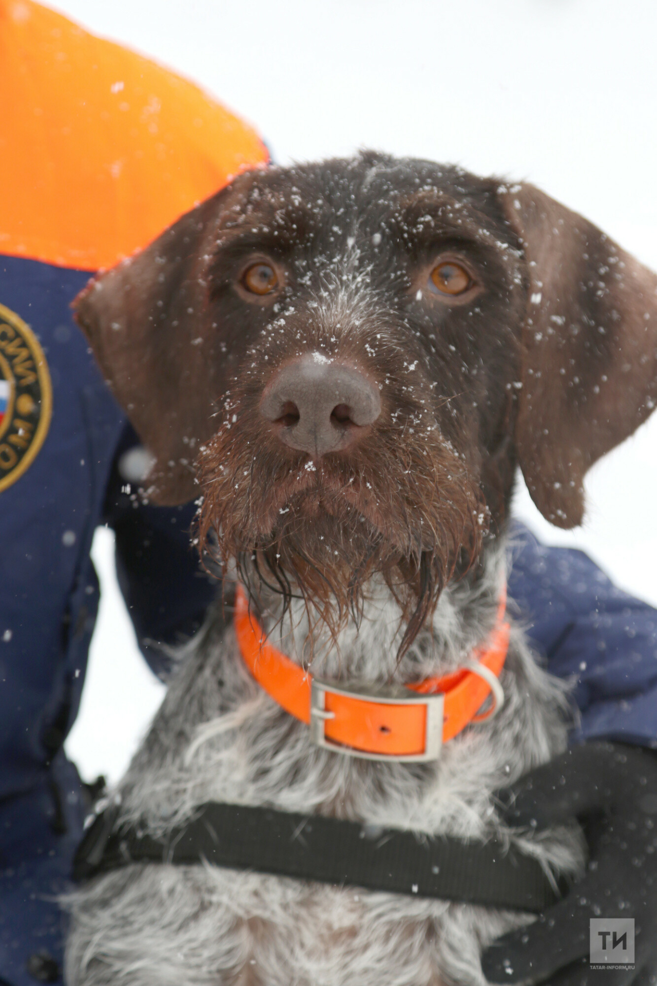 Дратхаар Гретта из Татарстана стала лучшей собакой-спасателем России