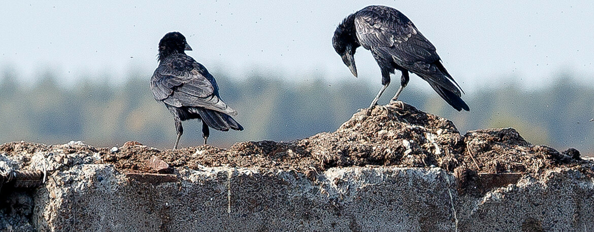 «Осторожные, чистенькие, поджарые»: в Казань прилетели грачи