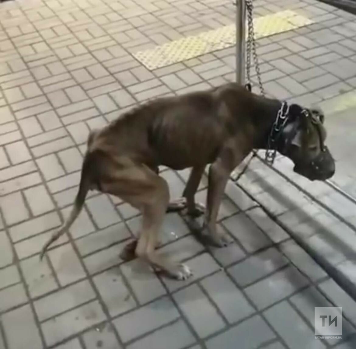 В Казани очевидцы сняли на видео собаку, которую хозяева морят голодом