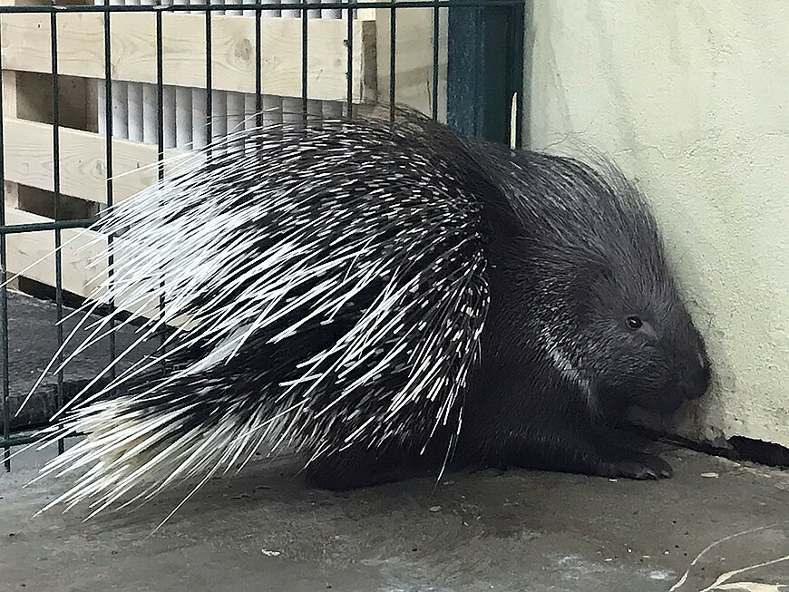 Казанский зооботсад предложил выбрать имя для самки дикобраза