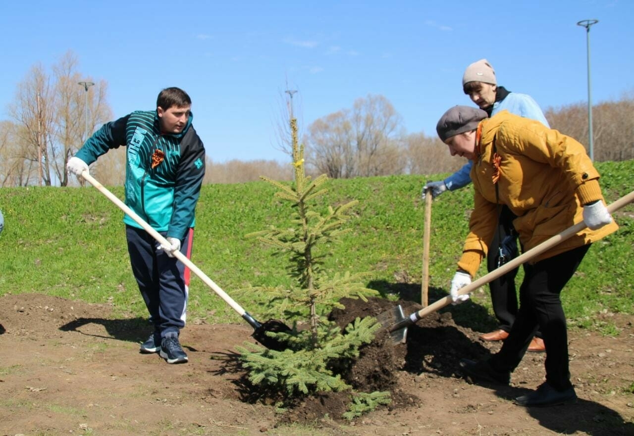 «Сад памяти»: В Менделеевске высадили 400 голубых елей и сосен