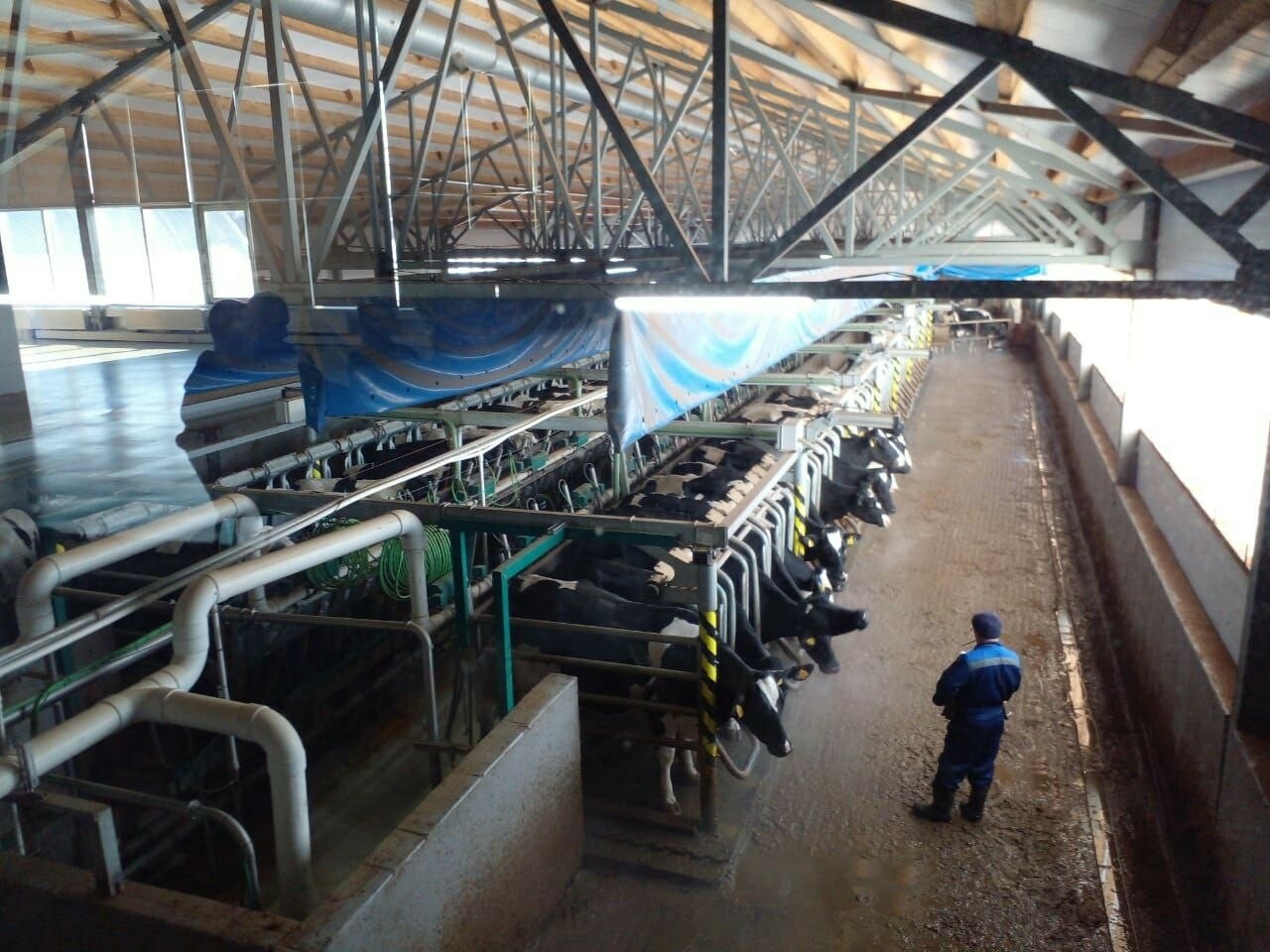 70 тонн «белой нефти» в сутки: фермеры Елабуги увеличили производство молока на 8,5 тонны