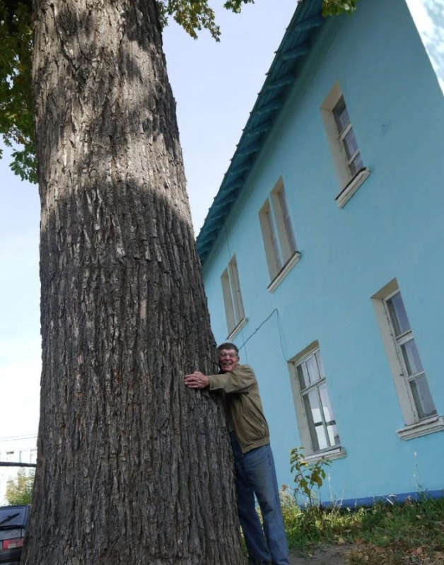 Растущий в Зеленодольске дуб-великан внесен в Национальный реестр деревьев-памятников