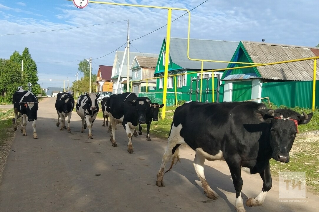 «Перешли на электронных пастухов»: как в деревнях Татарстана решают проблему выпаса скота