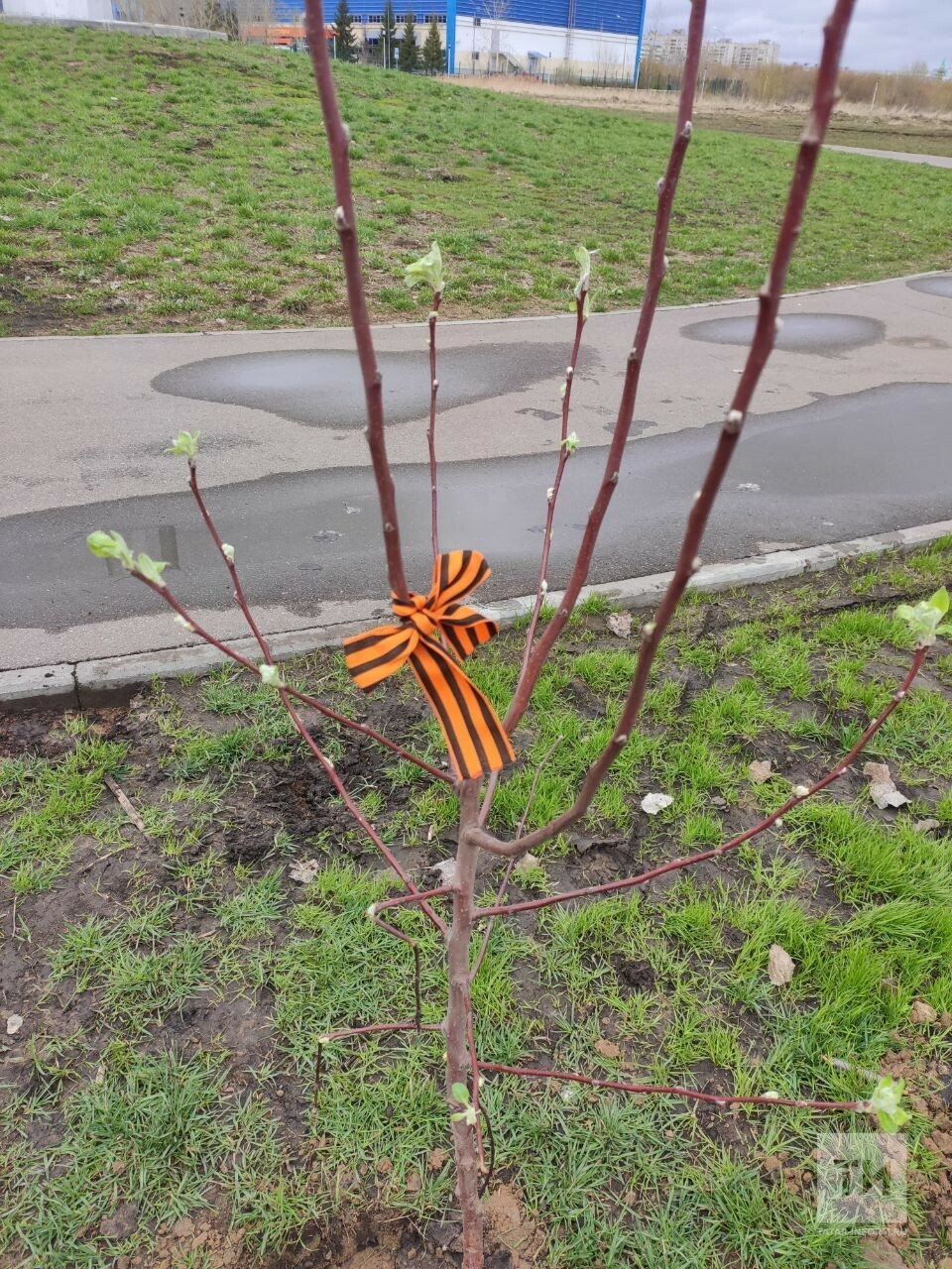 В казанском парке Победы активисты высадили яблони в память о погибших героях войн