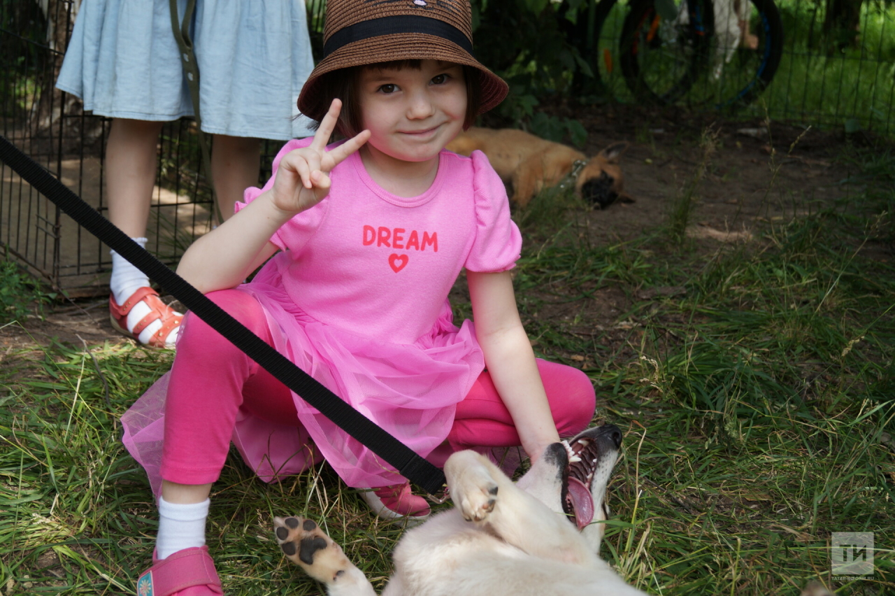 На акции «Лапа дружбы» собрали для собак из приюта 50 кг корма