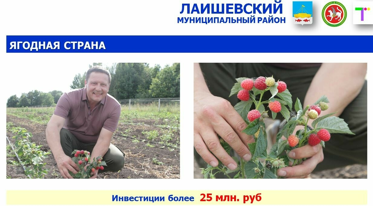 Импортозамещение: лаишевские фермеры начали выращивать малину, вишню и смородину