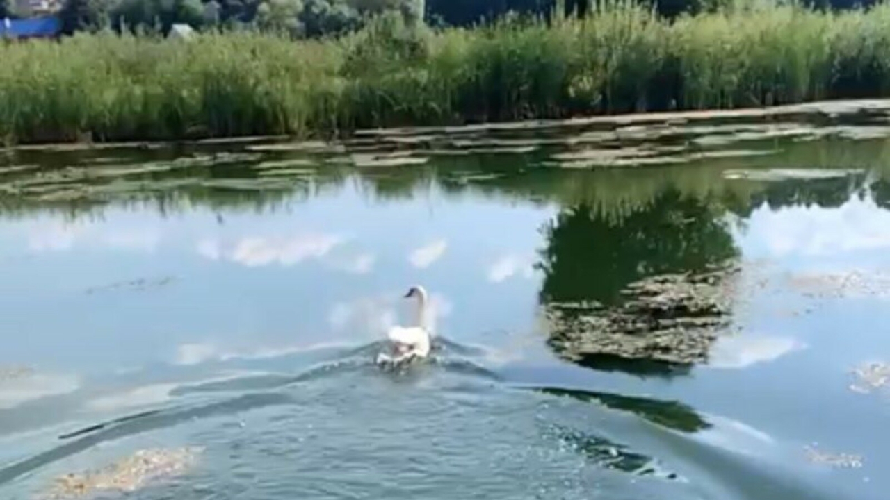 В Татарстане спасли залетевшего на садовый участок лебедя-шипуна
