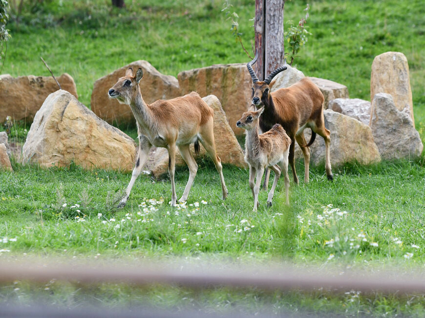 Детеныша антилопы личи из Казанского зооботсада назвали Чили