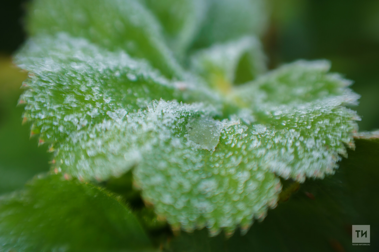 Синоптики объявили штормовое предупреждение в Татарстане из-за заморозков