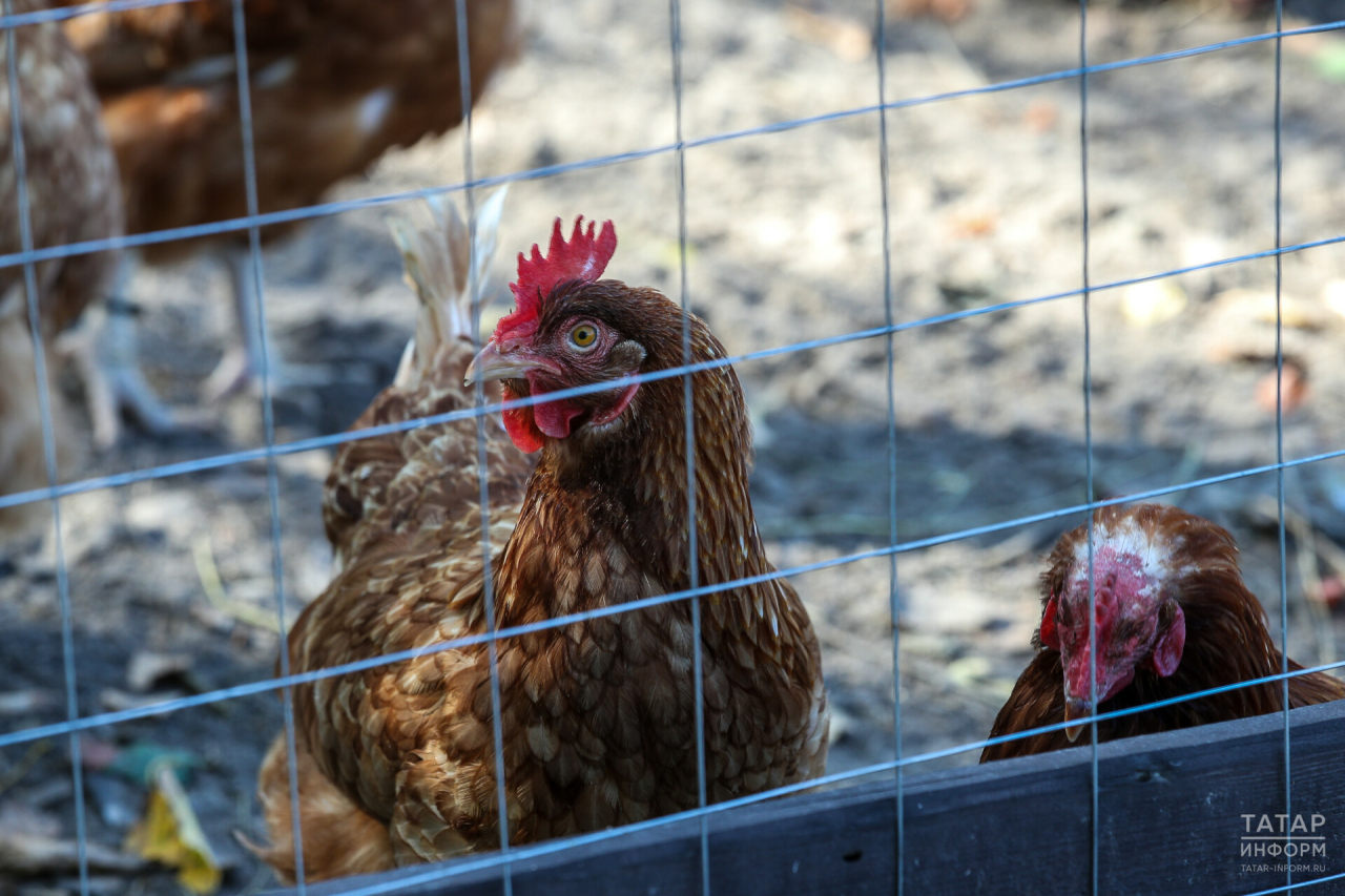 Минсельхоз призвал животноводов РТ страховать животных из-за риска птичьего гриппа и АЧС