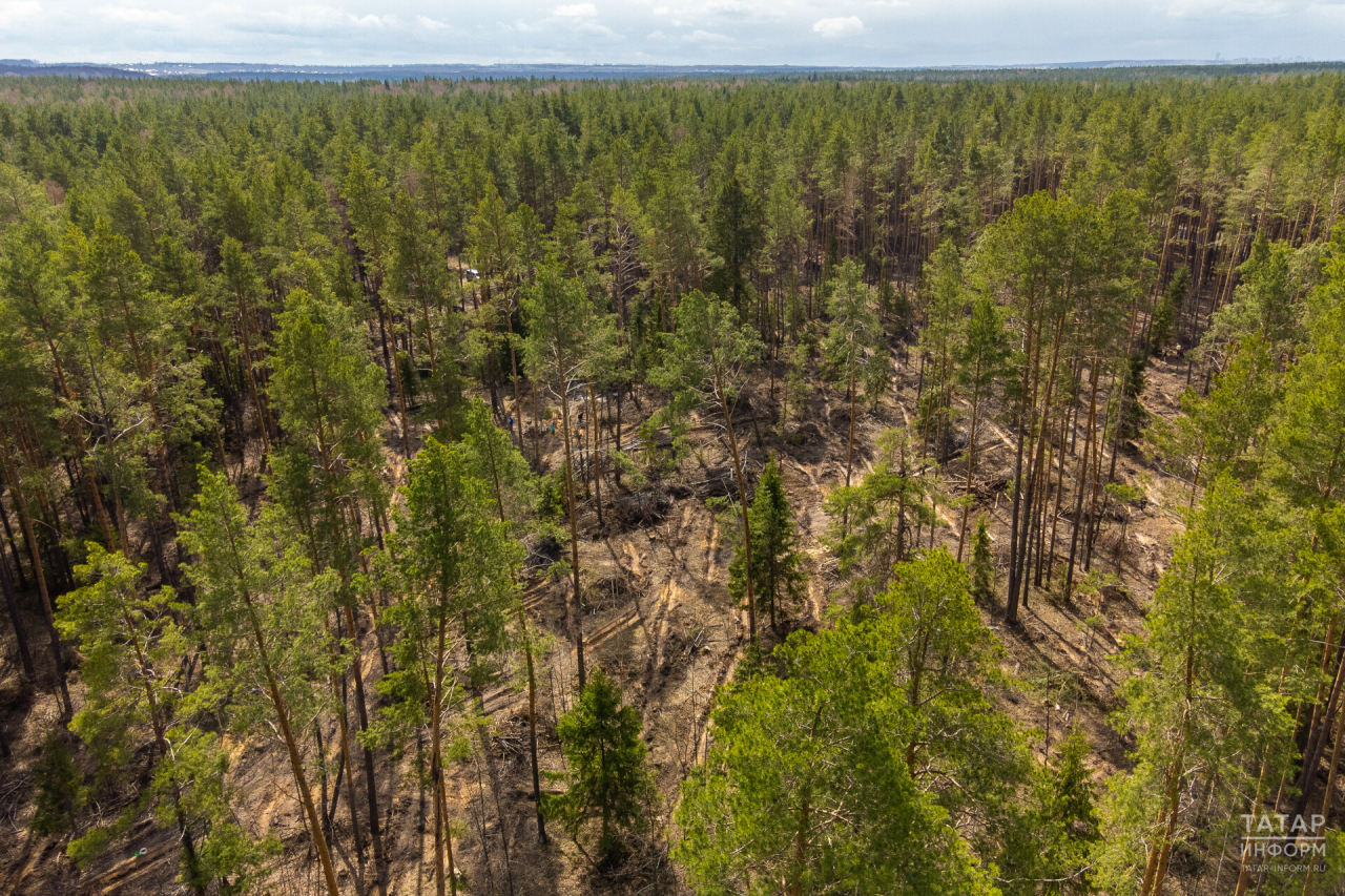 В ряде районов Татарстана сохранится высокая пожарная опасность лесов